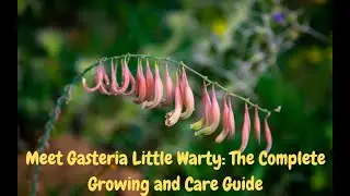 Unveiling The Secret Care Tips To Grow Your Own Gasteria Little Warty!