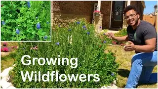 Texas Wildflower Garden Tour - The Complete 6 Month Process of Growing Wildflowers in Texas