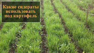 Какие сидераты посадить после картофеля осенью