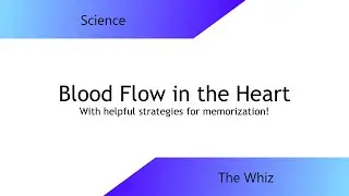 Blood Flow Through the Heart (with tips to memorize!)