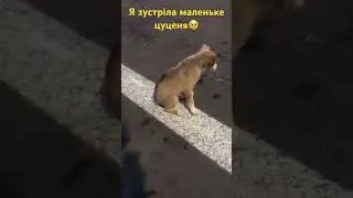 Я зустріла маленьке цуценя🥹💗🐶 