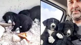 Little puppies at the construction site. Puppies have been waiting for help for several days.