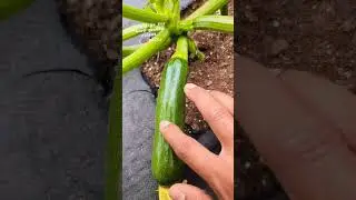 One Trick to help your zucchini grow faster! for beginners #shorts #viral #garden