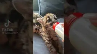 ТИГРЁНОК ПЬЁТ МОЛОКО ИЗ СОСКИ