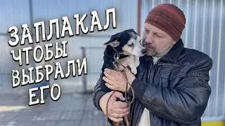 Спасение животных/ Как выбрать собачку из приюта