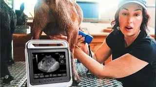 You Won’t Believe How Many Babies are Inside Her! (goat pregnancy ultrasound)