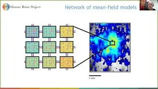 Brain Complexity and Consciousness