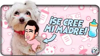 Mi PERRO se cree que SOY SU HIJO!👶🏻🍼 Anima Dogs