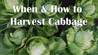 When and How to Harvest Cabbage