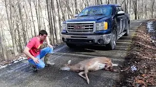 we hit a deer so we ate it