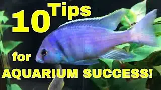 10 Tips for AQUARIUM SUCCESS!