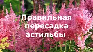 Правильная пересадка астильбы!