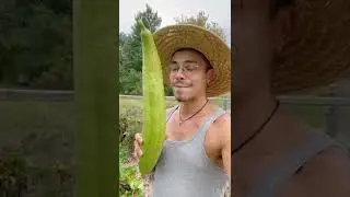 Big #Luffa #Harvest! The Short Version 🌿✨ #garden #LatinXCreatives #TikTokPartner #Abundance