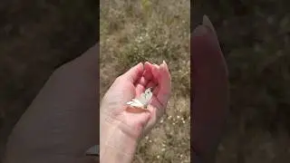 Бабочки в ладошке