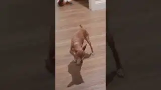The Beast Below