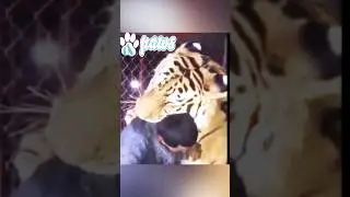 Pet Tiger attacks the owner #tiger #tigeranimals #lion #bigcats