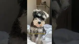 А чему вас научила ваша собака? 🐶 #собака #щенок #лайфхаки
