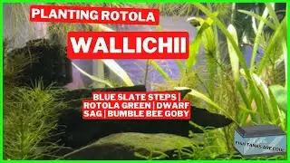 Planting Rotala Wallichii | 3 Gallon Slate Staircase Aquascape | Planted Aquarium