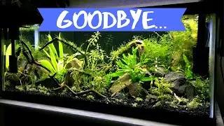 Taking down my favorite aquarium :(