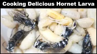 Catch & Cook Delicious Wasp Larva. Edible Insects are Amazing. Destroying A Dangerous Hornet Nest.