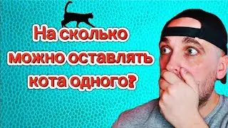 На сколько можно оставлять кота одного ⁉️😱 