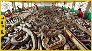 Inside The Food Factory - Chinese Farmers Raise And Process Millions Of Snakes This Way