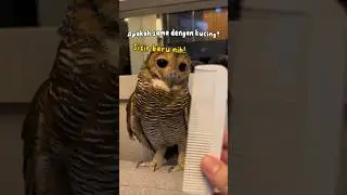 Burunghantu adalah kucing bersayap? 