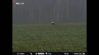 охота на самца косули с подхода. pulsar digex c50