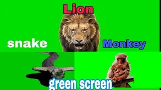 Snake | Monkey | Lion | Green Screen