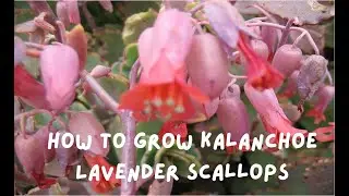 The Complete Guide to Kalanchoe Fedtschenkoi, a Rare Flower with Stunning Colors