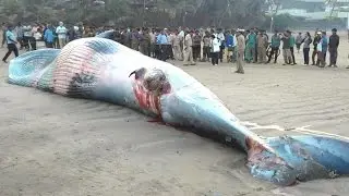 30 foot long whale washed ashore in Mumbai