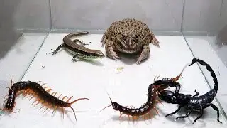 Bull Frog Scorpion Centipede Lizard