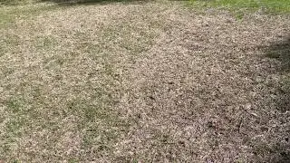 This is How You Avoid Damaging Your North Texas Lawn