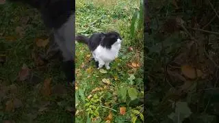 У котика Кузи Золотая осень трава замёрзла 