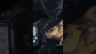CatchClicker 