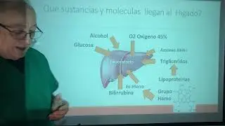 Hígado graso. Que son los Triglicéridos?. Esteatosis Hepatica. Enfermedad de Gaucher