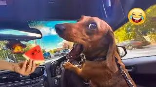 Try Not To Laugh Cats And Dogs Videos 😺🐶 Best Of The 2025 Funny Animal Videos 😁