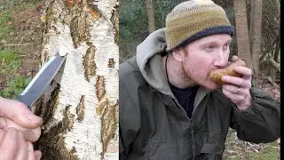 How to Tap Birch Tree Sap - Bushcraft tutorial