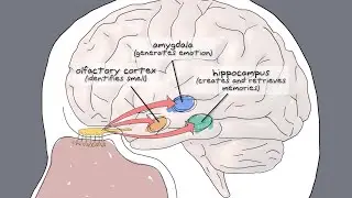 Smell and Memory