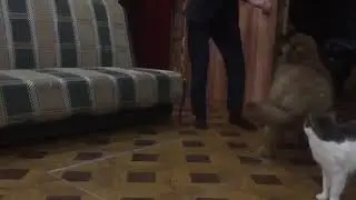 Тибетский мастиф