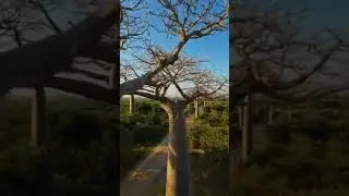 The Avenue of the Baobabs is remarkable!! Full 4K Video in Link #shorts #tree #madagascar #travel