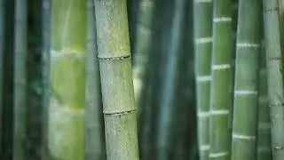 BAMBOO FOREST • 10H Delicate Crackling and Rustling Wind • Background Nature Noise Sounds ASMR