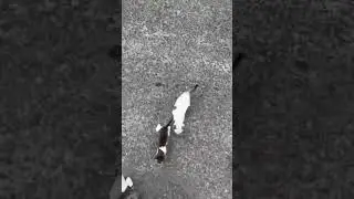 Мужчина нашел толпу котят возле трассы! #shorts #котята #спасение