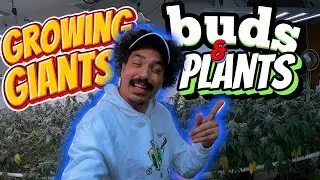 HOW I GROW 2 POUND PLANTS ON A BUDGET START TO FINISH GROW GUIDE FOR MASSIVE YIELDS IN 10 MIN