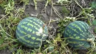 Арбуз. Наш урожай. Арбузы видео. Кулинарный канал. Готовим дома.