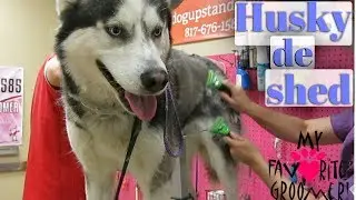 Husky Deshedding