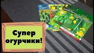 Обзор семян супергибридов огурцов 2022 года!!! Повышенная урожайность и долгий период плодоношения