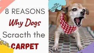 Why do Dogs Scratch the Carpet? Why do Dog Dig the Carpet? 8 Reasons Why Dog Scratch Carpet Answered