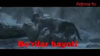 Bo'rilar hayoti eng so'ngi chiqqan multfilm 2021 top multfilm 