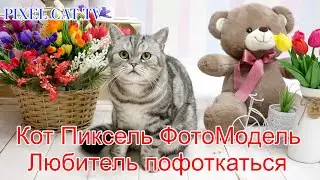 Кот Пиксель ФотоМодель Постоянный клиент Очень любит фоткаться